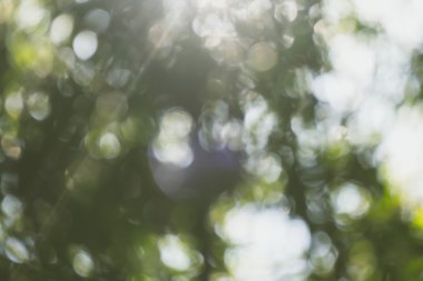 soyut doğal görüntü arka plan, ufuk yaprakları, bokeh