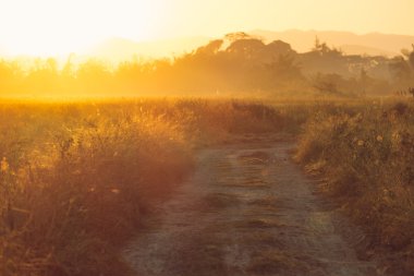 Mısır tarlasında güzel günbatımı