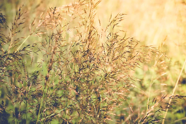 Fresh tropical meadow background — Stock Photo, Image