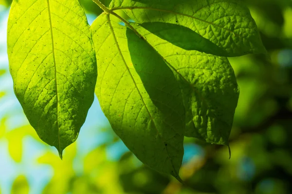 Branche d'arbre sur fond de feuilles vert flou — Photo