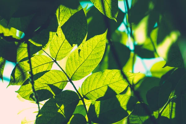 Rama del árbol sobre fondo de hojas verdes borrosas —  Fotos de Stock