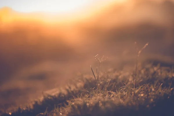 Abstract natural blur background, defocused leaves, bokeh — Stock Photo, Image