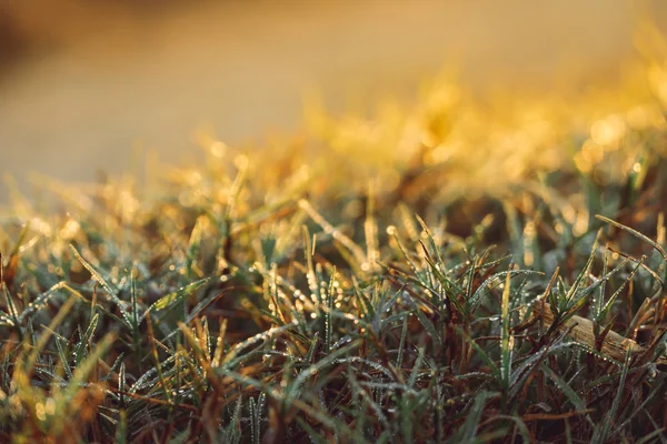 Abstract natural blur background, defocused leaves, bokeh — Stock Photo, Image