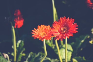 Renkli çiçeklerin arkaplan resmi