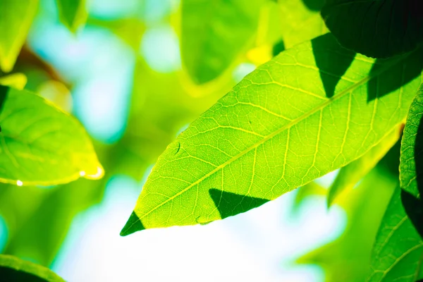 Κλαδί δέντρου, πάνω από το φόντο θολή πράσινα φύλλα — Φωτογραφία Αρχείου