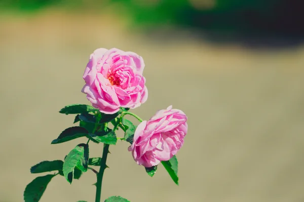 Roses in the garden filtered — Stock Photo, Image