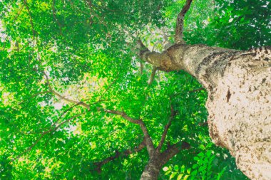 Uzun boylu kayın tre gölgelik ile parlayan sıcak Bahar güneşi