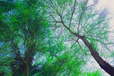 Uzun boylu kayın tre gölgelik ile parlayan sıcak Bahar güneşi