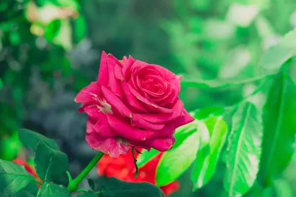 Roses in the garden filtered — Stock Photo, Image