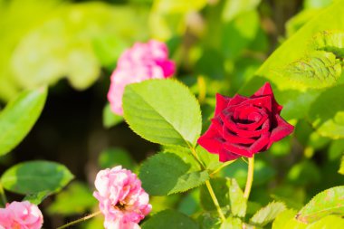 Bahçedeki güller filtrelenmiş