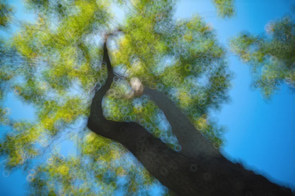 Abstrakte natürliche Unschärfe Hintergrund, defokussierte Blätter, Bokeh — Stockfoto