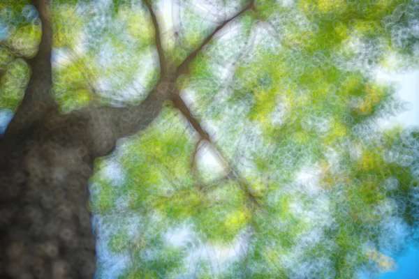 Abstrakte natürliche Unschärfe Hintergrund, defokussierte Blätter, Bokeh — Stockfoto