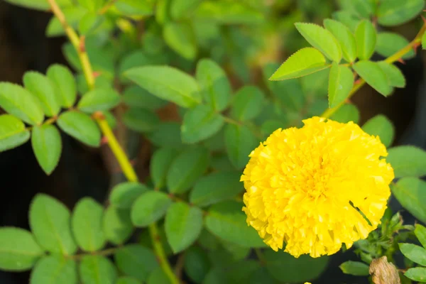 A imagem de fundo das flores coloridas — Fotografia de Stock