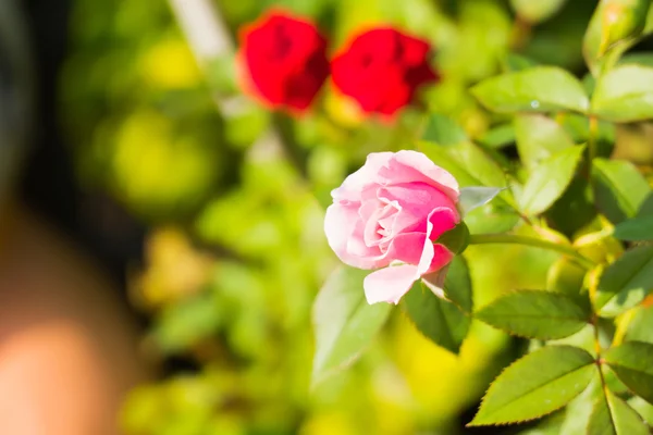 Rosas no jardim filtradas — Fotografia de Stock