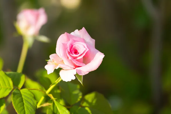 Rosas en el jardín filtradas — Foto de Stock