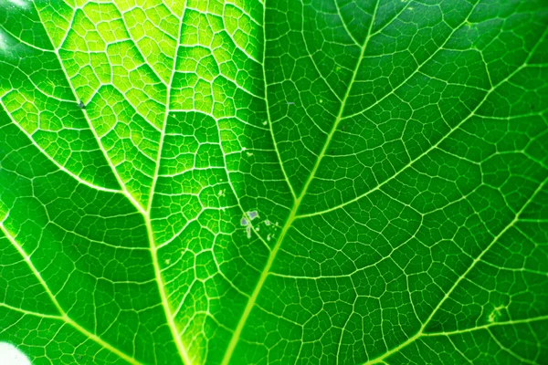 Свежий зеленый лист текстуры макро крупным планом — стоковое фото