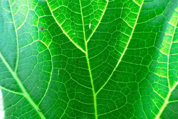 新鮮な緑の葉のテクスチャマクロクローズアップ — ストック写真