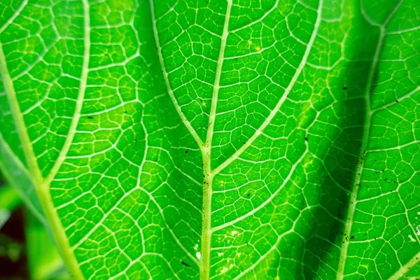 Fresh green leaf texture macro close-up — Stock Photo, Image
