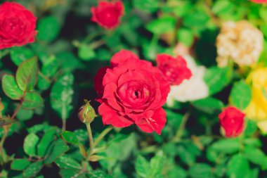 Bahçedeki güller filtrelenmiş