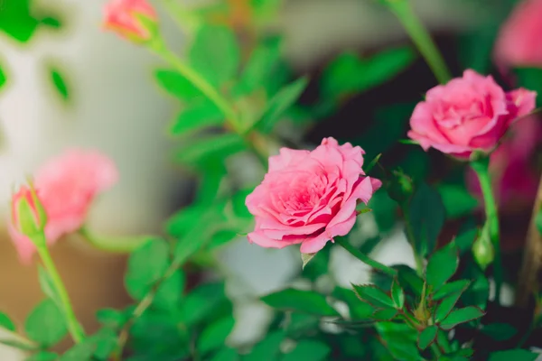 Roses in the garden filtered — Stock Photo, Image