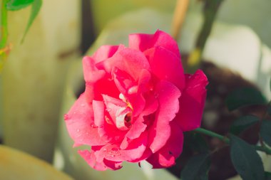 Bahçedeki güller filtrelenmiş