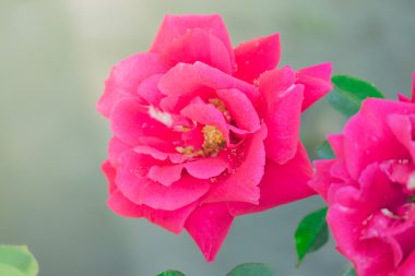 Bahçedeki güller filtrelenmiş