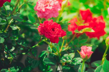 Bahçedeki güller filtrelenmiş