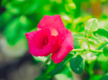 Bahçedeki güller filtrelenmiş