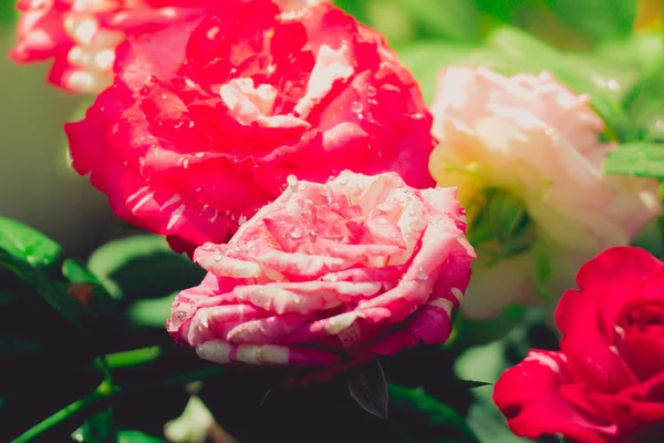 Roses in the garden filtered — Stock Photo, Image