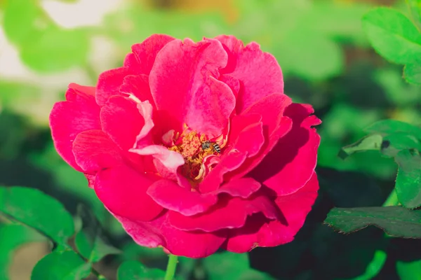 Rózsák a kertben szűrt — Stock Fotó