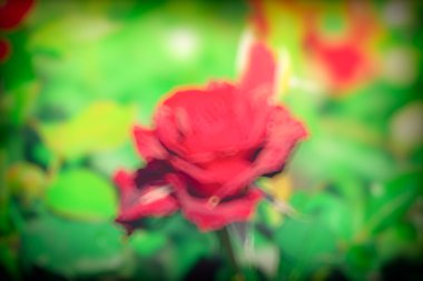 soyut doğal görüntü arka plan, ufuk yaprakları, bokeh