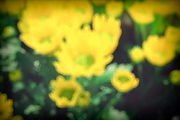 Abstrakte natürliche Unschärfe Hintergrund, defokussierte Blätter, Bokeh — Stockfoto