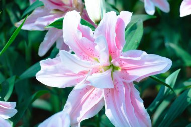 Renkli çiçeklerin arkaplan resmi