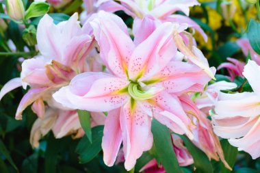 Renkli çiçeklerin arkaplan resmi