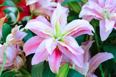 Renkli çiçeklerin arkaplan resmi