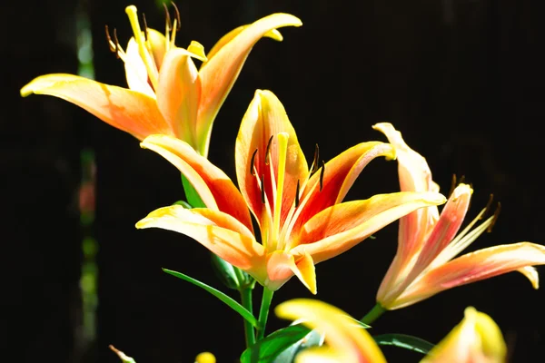 A imagem de fundo das flores coloridas — Fotografia de Stock