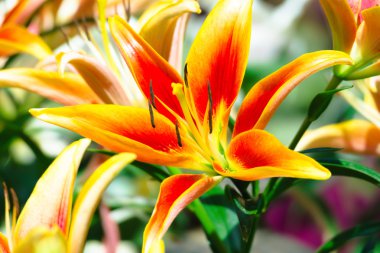 Renkli çiçeklerin arkaplan resmi