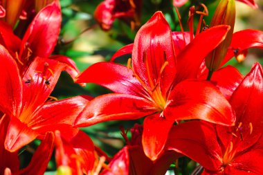 Renkli çiçeklerin arkaplan resmi