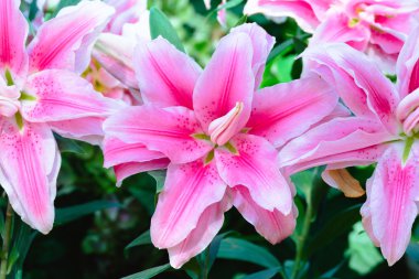 Renkli çiçeklerin arkaplan resmi