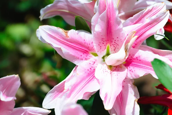 L'immagine di sfondo dei fiori colorati — Foto Stock