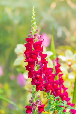 Renkli çiçeklerin arkaplan resmi