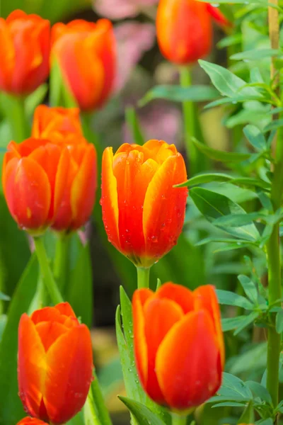 Tulipa. Belo buquê de tulipas. tulipas coloridas . — Fotografia de Stock