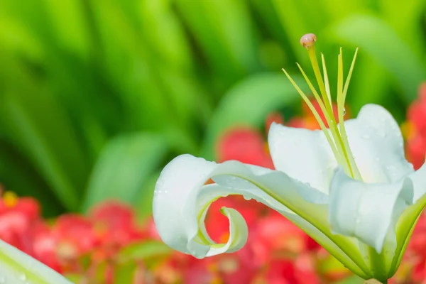 La imagen de fondo de las flores de colores — Foto de Stock