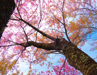 Sakura Chiang Mai, Tayland çiçek açan çiçek çiçekler