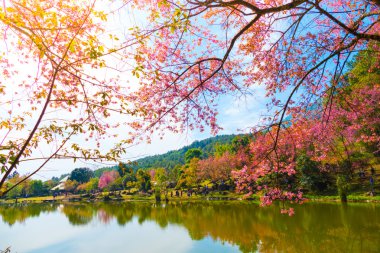 Sakura Chiang Mai, Tayland çiçek açan çiçek çiçekler