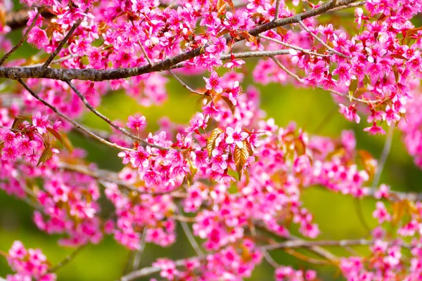 Sakura Chiang Mai, Tayland çiçek açan çiçek çiçekler — Stok fotoğraf