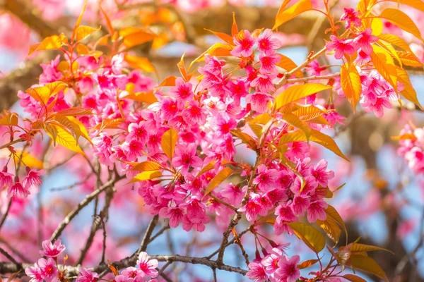 Sakura flowers blooming blossom in Chiang Mai, Thailand — Stock Photo, Image