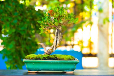 Bokeh arka plan üzerinde atış bonsai kapatın