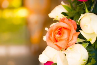 çiçek gül güzel arka plan