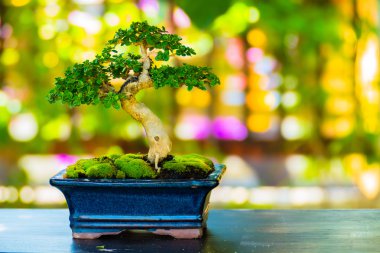 Bokeh arka plan üzerinde atış bonsai kapatın